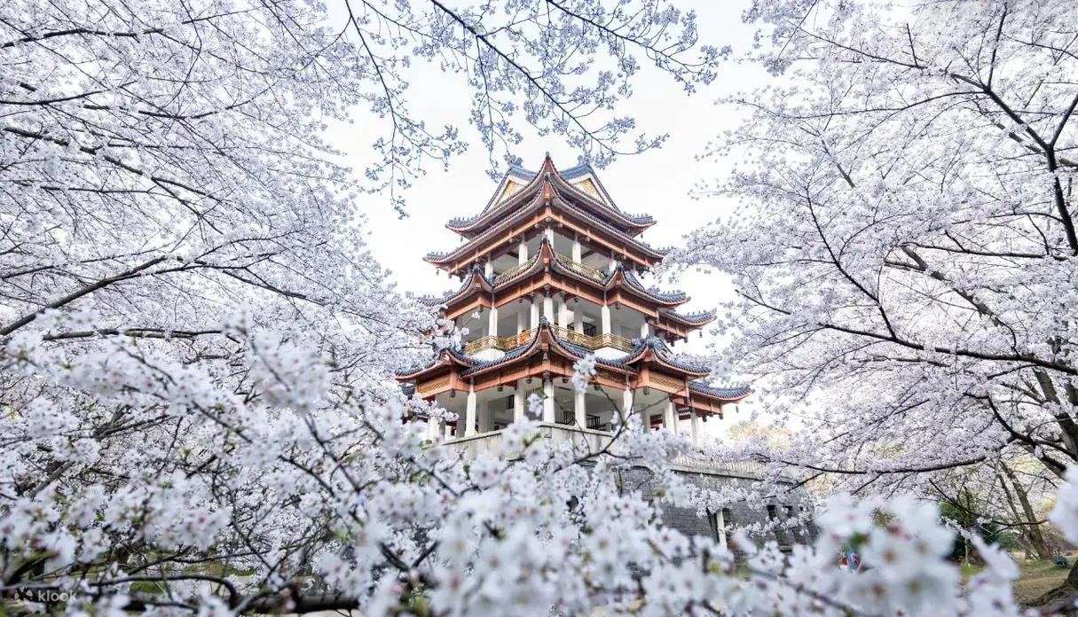 2月內地短線遊必睇！2月27&28日 8大深圳酒店不加價+內地熱門賞櫻低至7折